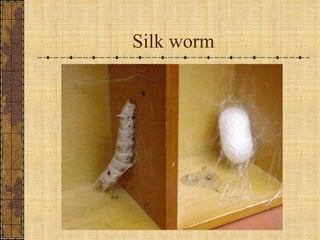 Silk worm 