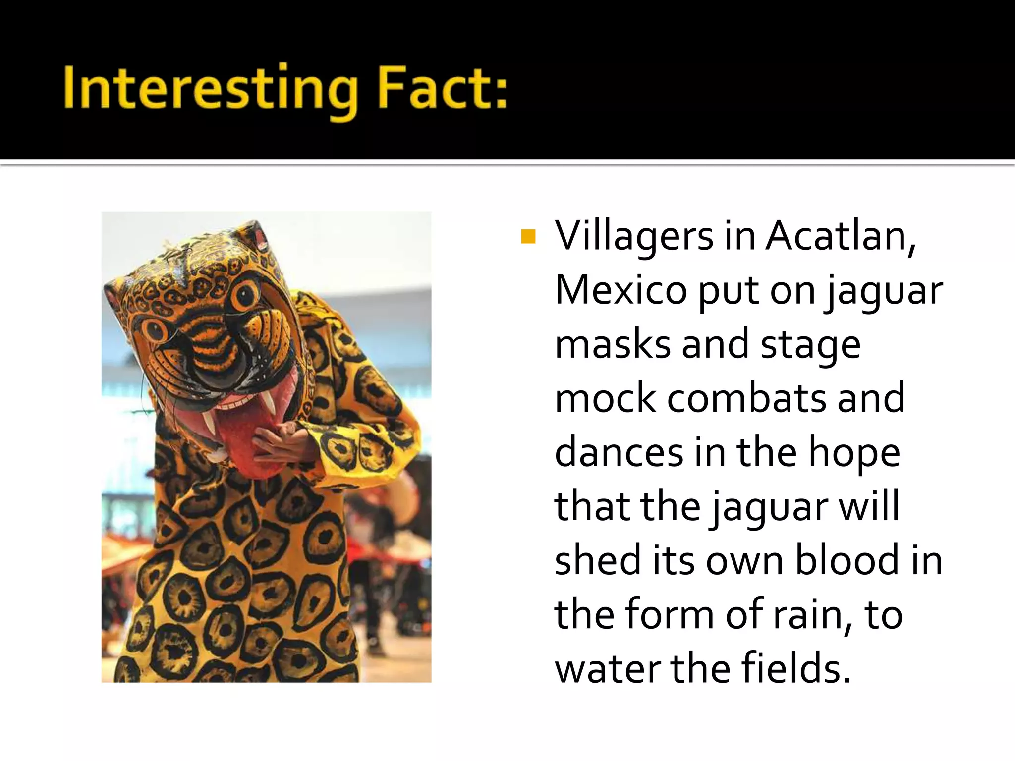 Interesting Fact:Villagers in Acatlan, Mexico put on jaguar masks and stage mock combats and dances in the hope that the jaguar will shed its own blood in the form of rain, to water the fields. 