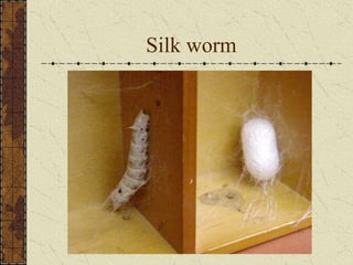 Silk worm
 