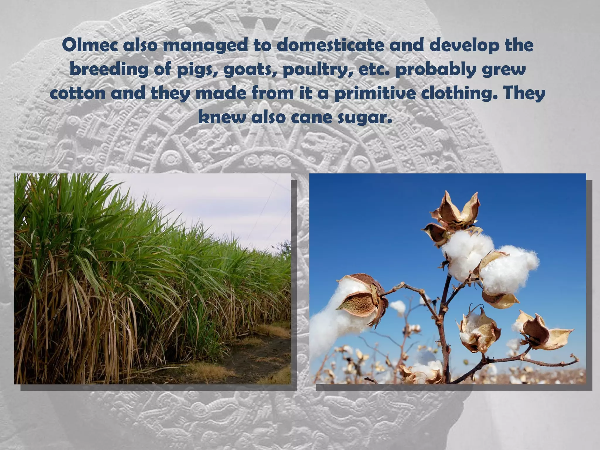 Olmec also managed to domesticate and develop the
  breeding of pigs, goats, poultry, etc. probably grew
cotton and they made from it a primitive clothing. They
                knew also cane sugar.
 