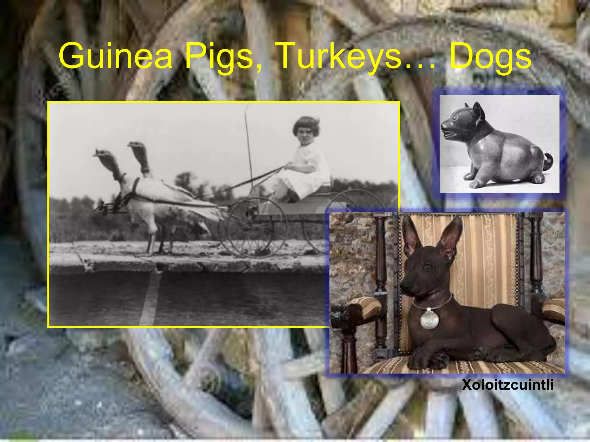 Guinea Pigs, Turkeys… Dogs 
Xoloitzcuintli 
 