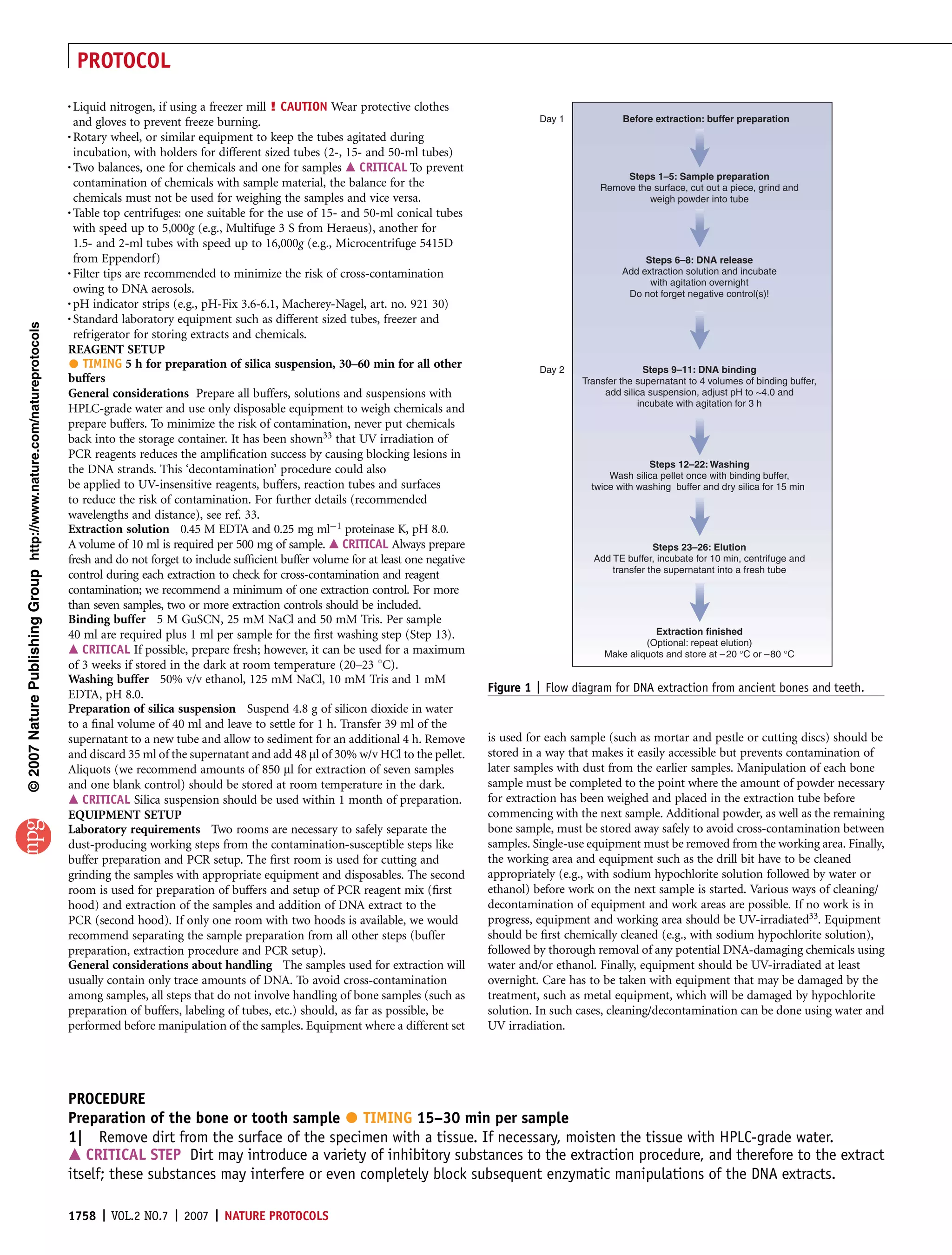 PROTOCOL
                                                                       . Liquid nitrogen, if using a freezer mill ! CAUTION Wear protective clothes
                                                                        and gloves to prevent freeze burning.                                                           Day 1            Before extraction: buffer preparation
                                                                       . Rotary wheel, or similar equipment to keep the tubes agitated during
                                                                        incubation, with holders for different sized tubes (2-, 15- and 50-ml tubes)
                                                                       . Two balances, one for chemicals and one for samples m CRITICAL To prevent
                                                                                                                                                                                         Steps 1–5: Sample preparation
                                                                         contamination of chemicals with sample material, the balance for the                                       Remove the surface, cut out a piece, grind and
                                                                         chemicals must not be used for weighing the samples and vice versa.                                                  weigh powder into tube
                                                                       . Table top centrifuges: one suitable for the use of 15- and 50-ml conical tubes
                                                                         with speed up to 5,000g (e.g., Multifuge 3 S from Heraeus), another for
                                                                         1.5- and 2-ml tubes with speed up to 16,000g (e.g., Microcentrifuge 5415D
                                                                         from Eppendorf)                                                                                                      Steps 6–8: DNA release
                                                                       . Filter tips are recommended to minimize the risk of cross-contamination                                         Add extraction solution and incubate
                                                                                                                                                                                               with agitation overnight
                                                                         owing to DNA aerosols.                                                                                           Do not forget negative control(s)!
                                                                       . pH indicator strips (e.g., pH-Fix 3.6-6.1, Macherey-Nagel, art. no. 921 30)
                                                                       . Standard laboratory equipment such as different sized tubes, freezer and
© 2007 Nature Publishing Group http://www.nature.com/natureprotocols




                                                                         refrigerator for storing extracts and chemicals.
                                                                       REAGENT SETUP
                                                                          TIMING 5 h for preparation of silica suspension, 30–60 min for all other                     Day 2                  Steps 9–11: DNA binding
                                                                       buffers                                                                                                  Transfer the supernatant to 4 volumes of binding buffer,
                                                                       General considerations Prepare all buffers, solutions and suspensions with                                    add silica suspension, adjust pH to ~4.0 and
                                                                                                                                                                                             incubate with agitation for 3 h
                                                                       HPLC-grade water and use only disposable equipment to weigh chemicals and
                                                                       prepare buffers. To minimize the risk of contamination, never put chemicals
                                                                       back into the storage container. It has been shown33 that UV irradiation of
                                                                       PCR reagents reduces the ampliﬁcation success by causing blocking lesions in
                                                                                                                                                                                               Steps 12–22: Washing
                                                                       the DNA strands. This ‘decontamination’ procedure could also                                                   Wash silica pellet once with binding buffer,
                                                                       be applied to UV-insensitive reagents, buffers, reaction tubes and surfaces                                twice with washing buffer and dry silica for 15 min
                                                                       to reduce the risk of contamination. For further details (recommended
                                                                       wavelengths and distance), see ref. 33.
                                                                       Extraction solution 0.45 M EDTA and 0.25 mg mlÀ1 proteinase K, pH 8.0.
                                                                       A volume of 10 ml is required per 500 mg of sample. m CRITICAL Always prepare                                            Steps 23–26: Elution
                                                                       fresh and do not forget to include sufﬁcient buffer volume for at least one negative                       Add TE buffer, incubate for 10 min, centrifuge and
                                                                                                                                                                                      transfer the supernatant into a fresh tube
                                                                       control during each extraction to check for cross-contamination and reagent
                                                                       contamination; we recommend a minimum of one extraction control. For more
                                                                       than seven samples, two or more extraction controls should be included.
                                                                       Binding buffer 5 M GuSCN, 25 mM NaCl and 50 mM Tris. Per sample
                                                                       40 ml are required plus 1 ml per sample for the ﬁrst washing step (Step 13).                                             Extraction finished
                                                                                                                                                                                              (Optional: repeat elution)
                                                                       m CRITICAL If possible, prepare fresh; however, it can be used for a maximum                                  Make aliquots and store at – 20 °C or –80 °C
                                                                       of 3 weeks if stored in the dark at room temperature (20–23 1C).
                                                                       Washing buffer 50% v/v ethanol, 125 mM NaCl, 10 mM Tris and 1 mM
                                                                                                                                                              Figure 1 | Flow diagram for DNA extraction from ancient bones and teeth.
                                                                       EDTA, pH 8.0.
                                                                       Preparation of silica suspension Suspend 4.8 g of silicon dioxide in water
                                                                       to a ﬁnal volume of 40 ml and leave to settle for 1 h. Transfer 39 ml of the
                                                                       supernatant to a new tube and allow to sediment for an additional 4 h. Remove          is used for each sample (such as mortar and pestle or cutting discs) should be
                                                                       and discard 35 ml of the supernatant and add 48 ml of 30% w/v HCl to the pellet.       stored in a way that makes it easily accessible but prevents contamination of
                                                                       Aliquots (we recommend amounts of 850 ml for extraction of seven samples               later samples with dust from the earlier samples. Manipulation of each bone
                                                                       and one blank control) should be stored at room temperature in the dark.               sample must be completed to the point where the amount of powder necessary
                                                                       m CRITICAL Silica suspension should be used within 1 month of preparation.             for extraction has been weighed and placed in the extraction tube before
                                                                       EQUIPMENT SETUP                                                                        commencing with the next sample. Additional powder, as well as the remaining
                                                                       Laboratory requirements Two rooms are necessary to safely separate the                 bone sample, must be stored away safely to avoid cross-contamination between
                                                                       dust-producing working steps from the contamination-susceptible steps like             samples. Single-use equipment must be removed from the working area. Finally,
                                                                       buffer preparation and PCR setup. The ﬁrst room is used for cutting and                the working area and equipment such as the drill bit have to be cleaned
                                                                       grinding the samples with appropriate equipment and disposables. The second            appropriately (e.g., with sodium hypochlorite solution followed by water or
                                                                       room is used for preparation of buffers and setup of PCR reagent mix (ﬁrst             ethanol) before work on the next sample is started. Various ways of cleaning/
                                                                       hood) and extraction of the samples and addition of DNA extract to the                 decontamination of equipment and work areas are possible. If no work is in
                                                                       PCR (second hood). If only one room with two hoods is available, we would              progress, equipment and working area should be UV-irradiated33. Equipment
                                                                       recommend separating the sample preparation from all other steps (buffer               should be ﬁrst chemically cleaned (e.g., with sodium hypochlorite solution),
                                                                       preparation, extraction procedure and PCR setup).                                      followed by thorough removal of any potential DNA-damaging chemicals using
                                                                       General considerations about handling The samples used for extraction will             water and/or ethanol. Finally, equipment should be UV-irradiated at least
                                                                       usually contain only trace amounts of DNA. To avoid cross-contamination                overnight. Care has to be taken with equipment that may be damaged by the
                                                                       among samples, all steps that do not involve handling of bone samples (such as         treatment, such as metal equipment, which will be damaged by hypochlorite
                                                                       preparation of buffers, labeling of tubes, etc.) should, as far as possible, be        solution. In such cases, cleaning/decontamination can be done using water and
                                                                       performed before manipulation of the samples. Equipment where a different set          UV irradiation.




                                                                       PROCEDURE
                                                                                                                                 
                                                                       Preparation of the bone or tooth sample TIMING 15–30 min per sample
                                                                       1| Remove dirt from the surface of the specimen with a tissue. If necessary, moisten the tissue with HPLC-grade water.
                                                                       m CRITICAL STEP Dirt may introduce a variety of inhibitory substances to the extraction procedure, and therefore to the extract
                                                                       itself; these substances may interfere or even completely block subsequent enzymatic manipulations of the DNA extracts.

                                                                       1758 | VOL.2 NO.7 | 2007 | NATURE PROTOCOLS
 