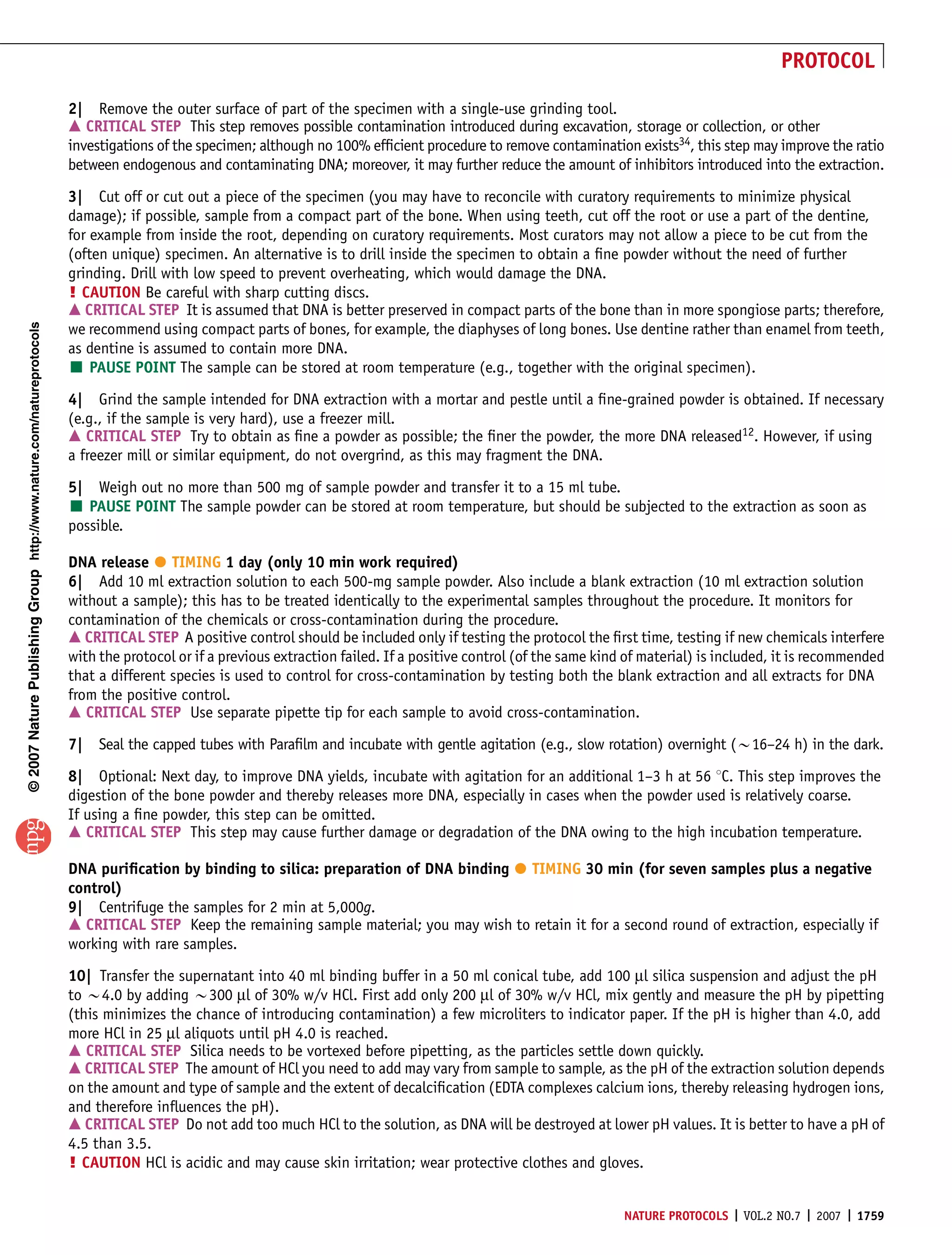 PROTOCOL

                                                                       2| Remove the outer surface of part of the specimen with a single-use grinding tool.
                                                                       m CRITICAL STEP This step removes possible contamination introduced during excavation, storage or collection, or other
                                                                       investigations of the specimen; although no 100% efﬁcient procedure to remove contamination exists34, this step may improve the ratio
                                                                       between endogenous and contaminating DNA; moreover, it may further reduce the amount of inhibitors introduced into the extraction.

                                                                       3| Cut off or cut out a piece of the specimen (you may have to reconcile with curatory requirements to minimize physical
                                                                       damage); if possible, sample from a compact part of the bone. When using teeth, cut off the root or use a part of the dentine,
                                                                       for example from inside the root, depending on curatory requirements. Most curators may not allow a piece to be cut from the
                                                                       (often unique) specimen. An alternative is to drill inside the specimen to obtain a ﬁne powder without the need of further
                                                                       grinding. Drill with low speed to prevent overheating, which would damage the DNA.
                                                                       ! CAUTION Be careful with sharp cutting discs.
                                                                       m CRITICAL STEP It is assumed that DNA is better preserved in compact parts of the bone than in more spongiose parts; therefore,
© 2007 Nature Publishing Group http://www.nature.com/natureprotocols




                                                                       we recommend using compact parts of bones, for example, the diaphyses of long bones. Use dentine rather than enamel from teeth,
                                                                       as dentine is assumed to contain more DNA.
                                                                       ’ PAUSE POINT The sample can be stored at room temperature (e.g., together with the original specimen).
                                                                       4| Grind the sample intended for DNA extraction with a mortar and pestle until a ﬁne-grained powder is obtained. If necessary
                                                                       (e.g., if the sample is very hard), use a freezer mill.
                                                                       m CRITICAL STEP Try to obtain as ﬁne a powder as possible; the ﬁner the powder, the more DNA released12. However, if using
                                                                       a freezer mill or similar equipment, do not overgrind, as this may fragment the DNA.

                                                                       5| Weigh out no more than 500 mg of sample powder and transfer it to a 15 ml tube.
                                                                       ’ PAUSE POINT The sample powder can be stored at room temperature, but should be subjected to the extraction as soon as
                                                                       possible.

                                                                                     
                                                                       DNA release TIMING 1 day (only 10 min work required)
                                                                       6| Add 10 ml extraction solution to each 500-mg sample powder. Also include a blank extraction (10 ml extraction solution
                                                                       without a sample); this has to be treated identically to the experimental samples throughout the procedure. It monitors for
                                                                       contamination of the chemicals or cross-contamination during the procedure.
                                                                       m CRITICAL STEP A positive control should be included only if testing the protocol the ﬁrst time, testing if new chemicals interfere
                                                                       with the protocol or if a previous extraction failed. If a positive control (of the same kind of material) is included, it is recommended
                                                                       that a different species is used to control for cross-contamination by testing both the blank extraction and all extracts for DNA
                                                                       from the positive control.
                                                                       m CRITICAL STEP Use separate pipette tip for each sample to avoid cross-contamination.
                                                                       7| Seal the capped tubes with Paraﬁlm and incubate with gentle agitation (e.g., slow rotation) overnight (B16–24 h) in the dark.

                                                                       8| Optional: Next day, to improve DNA yields, incubate with agitation for an additional 1–3 h at 56 1C. This step improves the
                                                                       digestion of the bone powder and thereby releases more DNA, especially in cases when the powder used is relatively coarse.
                                                                       If using a ﬁne powder, this step can be omitted.
                                                                       m CRITICAL STEP This step may cause further damage or degradation of the DNA owing to the high incubation temperature.

                                                                                                                                                 
                                                                       DNA puriﬁcation by binding to silica: preparation of DNA binding TIMING 30 min (for seven samples plus a negative
                                                                       control)
                                                                       9| Centrifuge the samples for 2 min at 5,000g.
                                                                       m CRITICAL STEP Keep the remaining sample material; you may wish to retain it for a second round of extraction, especially if
                                                                       working with rare samples.
                                                                       10| Transfer the supernatant into 40 ml binding buffer in a 50 ml conical tube, add 100 ml silica suspension and adjust the pH
                                                                       to B4.0 by adding B300 ml of 30% w/v HCl. First add only 200 ml of 30% w/v HCl, mix gently and measure the pH by pipetting
                                                                       (this minimizes the chance of introducing contamination) a few microliters to indicator paper. If the pH is higher than 4.0, add
                                                                       more HCl in 25 ml aliquots until pH 4.0 is reached.
                                                                       m CRITICAL STEP Silica needs to be vortexed before pipetting, as the particles settle down quickly.
                                                                       m CRITICAL STEP The amount of HCl you need to add may vary from sample to sample, as the pH of the extraction solution depends
                                                                       on the amount and type of sample and the extent of decalciﬁcation (EDTA complexes calcium ions, thereby releasing hydrogen ions,
                                                                       and therefore inﬂuences the pH).
                                                                       m CRITICAL STEP Do not add too much HCl to the solution, as DNA will be destroyed at lower pH values. It is better to have a pH of
                                                                       4.5 than 3.5.
                                                                       ! CAUTION HCl is acidic and may cause skin irritation; wear protective clothes and gloves.


                                                                                                                                                                    NATURE PROTOCOLS | VOL.2 NO.7 | 2007 | 1759
 