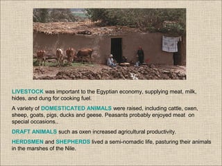 LIVESTOCK was important to the Egyptian economy, supplying meat, milk,
hides, and dung for cooking fuel.
A variety of DOMESTICATED ANIMALS were raised, including cattle, oxen,
sheep, goats, pigs, ducks and geese. Peasants probably enjoyed meat on
special occasions..
DRAFT ANIMALS such as oxen increased agricultural productivity.
HERDSMEN and SHEPHERDS lived a semi-nomadic life, pasturing their animals
in the marshes of the Nile.
 