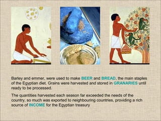 Barley and emmer, were used to make BEER and BREAD, the main staples
of the Egyptian diet. Grains were harvested and stored in GRANARIES until
ready to be processed.
The quantities harvested each season far exceeded the needs of the
country, so much was exported to neighbouring countries, providing a rich
source of INCOME for the Egyptian treasury
 