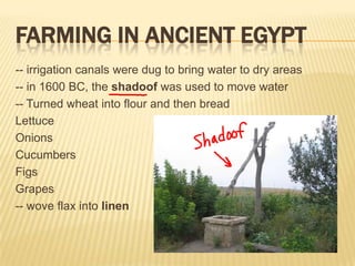 FARMING IN ANCIENT EGYPT
-- irrigation canals were dug to bring water to dry areas
-- in 1600 BC, the shadoof was used to move water
-- Turned wheat into flour and then bread
Lettuce
Onions
Cucumbers
Figs
Grapes
-- wove flax into linen
 