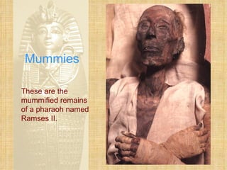 Mummies These are the mummified remains of a pharaoh named Ramses II. 