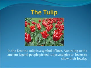 In the East the tulip is a symbol of love. According to the
ancient legend people picked tulips and give to lovers to
                                         show their loyalty.
 