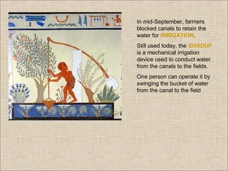 In mid-September, farmers
blocked canals to retain the
water for IRRIGATION.
Still used today, the SHADUF
is a mechanical irrigation
device used to conduct water
from the canals to the fields.
One person can operate it by
swinging the bucket of water
from the canal to the field

 