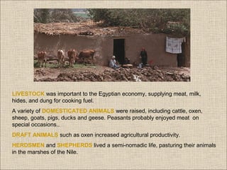 LIVESTOCK was important to the Egyptian economy, supplying meat, milk,
hides, and dung for cooking fuel.
A variety of DOMESTICATED ANIMALS were raised, including cattle, oxen,
sheep, goats, pigs, ducks and geese. Peasants probably enjoyed meat on
special occasions..
DRAFT ANIMALS such as oxen increased agricultural productivity.
HERDSMEN and SHEPHERDS lived a semi-nomadic life, pasturing their animals
in the marshes of the Nile.

 
