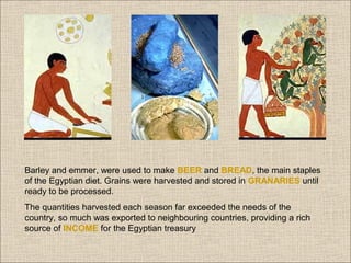 Barley and emmer, were used to make BEER and BREAD, the main staples
of the Egyptian diet. Grains were harvested and stored in GRANARIES until
ready to be processed.
The quantities harvested each season far exceeded the needs of the
country, so much was exported to neighbouring countries, providing a rich
source of INCOME for the Egyptian treasury

 