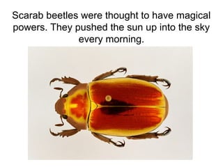 Scarab beetles were thought to have magical
powers. They pushed the sun up into the sky
every morning.
 