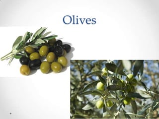 Ancient greek agriculture