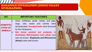 IVC IMPORTANT FEATURES
DOMESTIC
ATION OF
ANIMALS
• Oxen, buffaloes, goats, sheep, and pigs,
dogs, cats, asses and camels were
domesticated. Humped bulls were favoured
by the Harappans.
• Not horse centred but evidence in
Surkotada, Mohenjodaro and Lothal. Lion
was not known. Elephants and Rhinoceros
(Amari) were well known.
HARAPPAN CIVILIZATION (INDUS VALLEY
CIVILIZATION)
 