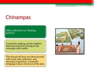 Chinampas

Often referred to as "floating
gardens"



Created by staking out the shallow
lake bed and then fencing in the
rectangle with wattle.


The fenced-off area was then layered
with mud, lake sediment, and
decaying vegetation, eventually
bringing it above the level of the lake.
 