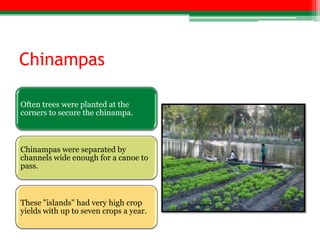 Chinampas

Often trees were planted at the
corners to secure the chinampa.



Chinampas were separated by
channels wide enough for a canoe to
pass.



These "islands" had very high crop
yields with up to seven crops a year.
 