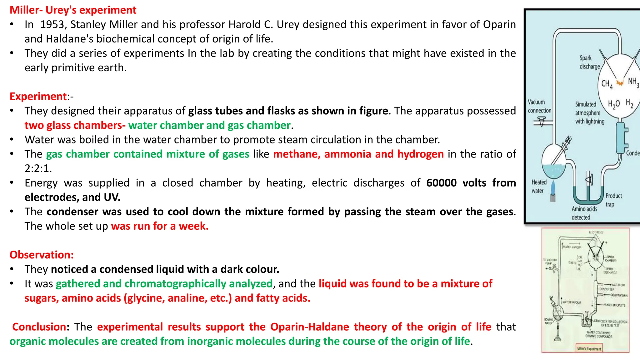 Miller- Urey's experiment
• In 1953, Stanley Miller and his professor Harold C. Urey designed this experiment in favor of Oparin
and Haldane's biochemical concept of origin of life.
• They did a series of experiments In the lab by creating the conditions that might have existed in the
early primitive earth.
Experiment:-
• They designed their apparatus of glass tubes and flasks as shown in figure. The apparatus possessed
two glass chambers- water chamber and gas chamber.
• Water was boiled in the water chamber to promote steam circulation in the chamber.
• The gas chamber contained mixture of gases like methane, ammonia and hydrogen in the ratio of
2:2:1.
• Energy was supplied in a closed chamber by heating, electric discharges of 60000 volts from
electrodes, and UV.
• The condenser was used to cool down the mixture formed by passing the steam over the gases.
The whole set up was run for a week.
Observation:
• They noticed a condensed liquid with a dark colour.
• It was gathered and chromatographically analyzed, and the liquid was found to be a mixture of
sugars, amino acids (glycine, analine, etc.) and fatty acids.
Conclusion: The experimental results support the Oparin-Haldane theory of the origin of life that
organic molecules are created from inorganic molecules during the course of the origin of life.
 