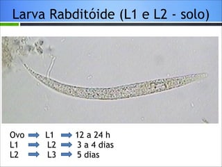 Larva Rabditóide (L1 e L2 - solo)

Ovo
L1
L2

L1
L2
L3

12 a 24 h
3 a 4 dias
5 dias

 
