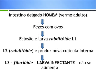 !

Intestino delgado HOMEM (verme adulto)
!

Fezes com ovos
!

Eclosão e larva rabditóide L1
!

L2 (rabditóide) e produz nova cutícula interna
!

L3 - filarióide – LARVA INFECTANTE – não se
alimenta

 