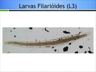 Larvas Filarióides (L3)

 