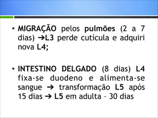 • MIGRAÇÃO pelos pulmões (2 a 7
dias) ➔L3 perde cutícula e adquiri
nova L4;
!

• INTESTINO DELGADO (8 dias) L4
fixa-se duodeno e alimenta-se
sangue ➔ transformação L5 após
15 dias ➔ L5 em adulta – 30 dias

 