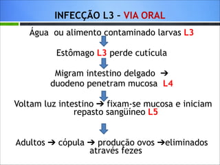 INFECÇÃO L3 – VIA ORAL
Água ou alimento contaminado larvas L3
Estômago L3 perde cutícula
!

Migram intestino delgado ➔
duodeno penetram mucosa L4
!

Voltam luz intestino ➔ fixam-se mucosa e iniciam
repasto sangüíneo L5
!

Adultos ➔ cópula ➔ produção ovos ➔eliminados
através fezes

 
