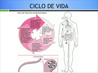 CICLO DE VIDA

 