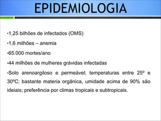 EPIDEMIOLOGIA
"

1,25 bilhões de infectados (OMS)

"

1,6 milhões – anemia

"

65.000 mortes/ano

"

44 milhões de mulheres grávidas infectadas

"

Solo arenoargiloso e permeável; temperaturas entre 25º e

30ºC; bastante materia orgânica, umidade acima de 90% são

 

 

ideiais; preferência por climas tropicais e subtropicais. 

 