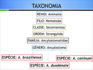 TAXONOMIA
REINO: Animalia
FILO: Nematoda
CLASSE: Secernentea
ORDEM: Strongylida
FAMÍLIA: Ancylostomatidae
GÊNERO: Ancylostoma

ESPÉCIE: A. braziliense

ESPÉCIE: A. caninum

ESPÉCIE: A. duodenale

 