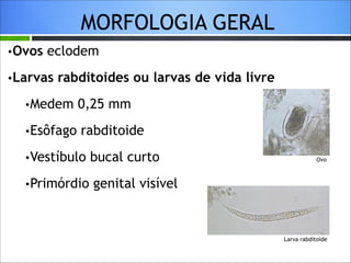 MORFOLOGIA GERAL
•Ovos

eclodem

•Larvas

rabditoides ou larvas de vida livre

•Medem

0,25 mm

•Esôfago

rabditoide

•Vestíbulo
•Primórdio

bucal curto

Ovo

genital visível

Larva rabditoide

 