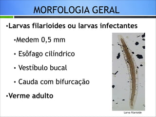 MORFOLOGIA GERAL
•Larvas

filarioides ou larvas infectantes

•Medem

0,5 mm

•

Esôfago cilíndrico

•

Vestíbulo bucal

•

Cauda com bifurcação

•Verme

adulto
Larva filarioide

 