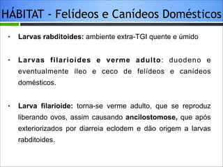 HÁBITAT - Felídeos e Canídeos Domésticos
•

Larvas rabditoides: ambiente extra-TGI quente e úmido

•

Larvas filarioides e verme adulto: duodeno e
eventualmente íleo e ceco de felídeos e canídeos
domésticos.

•

Larva filarioide: torna-se verme adulto, que se reproduz
liberando ovos, assim causando ancilostomose, que após
exteriorizados por diarreia eclodem e dão origem a larvas
rabditoides.

 