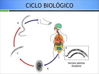 CICLO BIOLÓGICO

Vermes adultos
Duodeno

 
