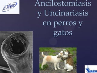 {
Ancilostomiasis
y Uncinariasis
en perros y
gatos
 