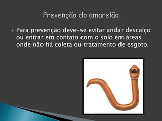  Para prevenção deve-se evitar andar descalço
ou entrar em contato com o solo em áreas
onde não há coleta ou tratamento de esgoto.
 