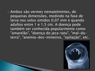  Ambos são vermes nematelmintes, de
pequenas dimensões, medindo na fase de
larva nos solos úmidos 0,07 mm e quando
adultos entre 1 e 1,5 cm. A doença pode
também ser conhecida popularmente como
"amarelão", "doença do jeca-tatu", "mal-da-
terra", "anemia-dos-mineiros, "opilação", etc.
 
