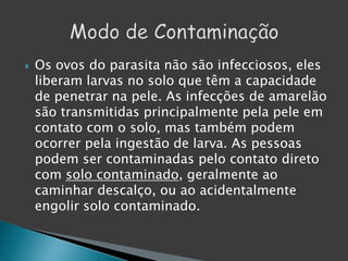  Os ovos do parasita não são infecciosos, eles
liberam larvas no solo que têm a capacidade
de penetrar na pele. As infecções de amarelão
são transmitidas principalmente pela pele em
contato com o solo, mas também podem
ocorrer pela ingestão de larva. As pessoas
podem ser contaminadas pelo contato direto
com solo contaminado, geralmente ao
caminhar descalço, ou ao acidentalmente
engolir solo contaminado.
 