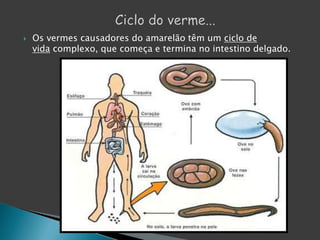  Os vermes causadores do amarelão têm um ciclo de
vida complexo, que começa e termina no intestino delgado.
 