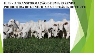 ILPF - A TRANSFORMAÇÃO DE UMA FAZENDA
PRODUTORA DE GENÉTICA NA PECUÁRIA DE CORTE
 