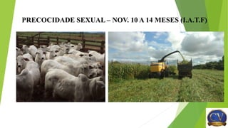 PRECOCIDADE SEXUAL – NOV. 10 A 14 MESES (I.A.T.F)
 