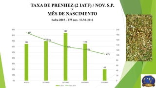 TAXA DE PRENHEZ (2 IATF) / NOV. S.P.
X
MÊS DE NASCIMENTO
Safra 2015 – 675 nov. / E.M. 2016
144
155
187
145
45
85%
72%
60%
55%
47%
0
20
40
60
80
100
120
140
160
180
200
0%
10%
20%
30%
40%
50%
60%
70%
80%
90%
AGOSTO SETEMBRO OUTUBRO NOVEMBRO DEZEMBRO
N 2016 TAXA 2016
 