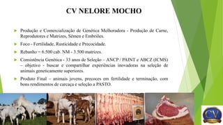 CV NELORE MOCHO
 Produção e Comercialização de Genética Melhoradora - Produção de Carne,
Reprodutores e Matrizes, Sêmen e Embriões.
 Foco - Fertilidade, Rusticidade e Precocidade.
 Rebanho = 6.500 cab. NM - 3.500 matrizes.
 Consistência Genética - 33 anos de Seleção – ANCP / PAINT e ABCZ (ICMS)
– objetivo - buscar e compartilhar experiências inovadoras na seleção de
animais geneticamente superiores.
 Produto Final – animais jovens, precoces em fertilidade e terminação, com
bons rendimentos de carcaça e seleção a PASTO.
 