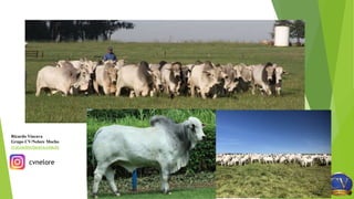 Ricardo Viacava
Grupo CV/Nelore Mocho
rv@carlosviacava.com.br
cvnelore
 