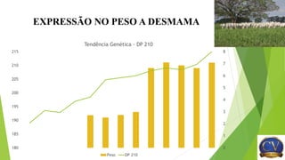 EXPRESSÃO NO PESO A DESMAMA
180
185
190
195
200
205
210
215
0
1
2
3
4
5
6
7
8
Tendência Genética - DP 210
Peso DP 210
 