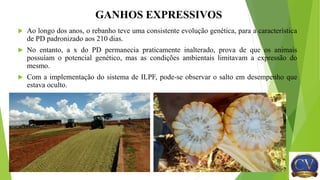 GANHOS EXPRESSIVOS
 Ao longo dos anos, o rebanho teve uma consistente evolução genética, para a característica
de PD padronizado aos 210 dias.
 No entanto, a x do PD permanecia praticamente inalterado, prova de que os animais
possuíam o potencial genético, mas as condições ambientais limitavam a expressão do
mesmo.
 Com a implementação do sistema de ILPF, pode-se observar o salto em desempenho que
estava oculto.
 