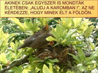 AKINEK CSAK EGYSZER IS MONDTÁK ÉLETÉBEN: „ALUDJ A KAROMBAN !”, AZ NE KÉRDEZZE, HOGY MINEK ÉLT A FÖLDÖN. 