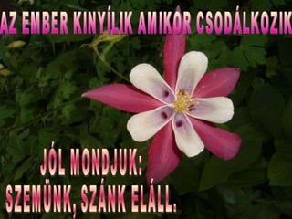 AZ EMBER KINYÍLIK AMIKOR CSODÁLKOZIK JÓL MONDJUK: SZEMÜNK, SZÁNK ELÁLL. 