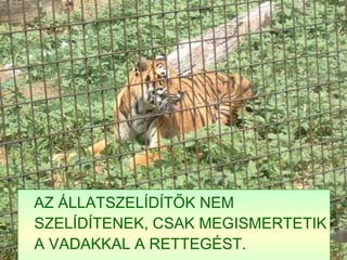 AZ ÁLLATSZELÍDÍTŐK NEM SZELÍDÍTENEK, CSAK MEGISMERTETIK A VADAKKAL A RETTEGÉST. 