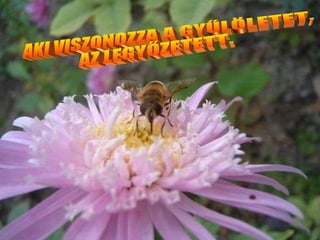 AKI VISZONOZZA A GYŰLÖLETET, AZ LEGYŐZETETT. 