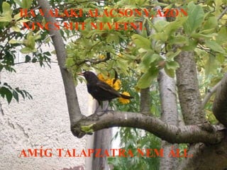 HA VALAKI ALACSONY,AZON NINCS MIT NEVETNI.   AMÍG TALAPZATRA NEM ÁLL. 
